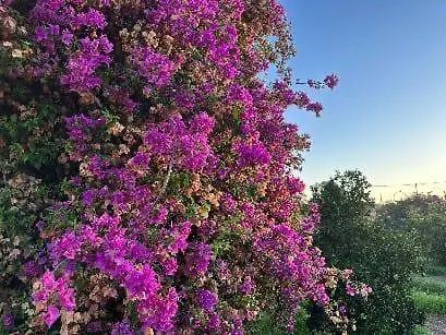 Appartement Sa Cruxi